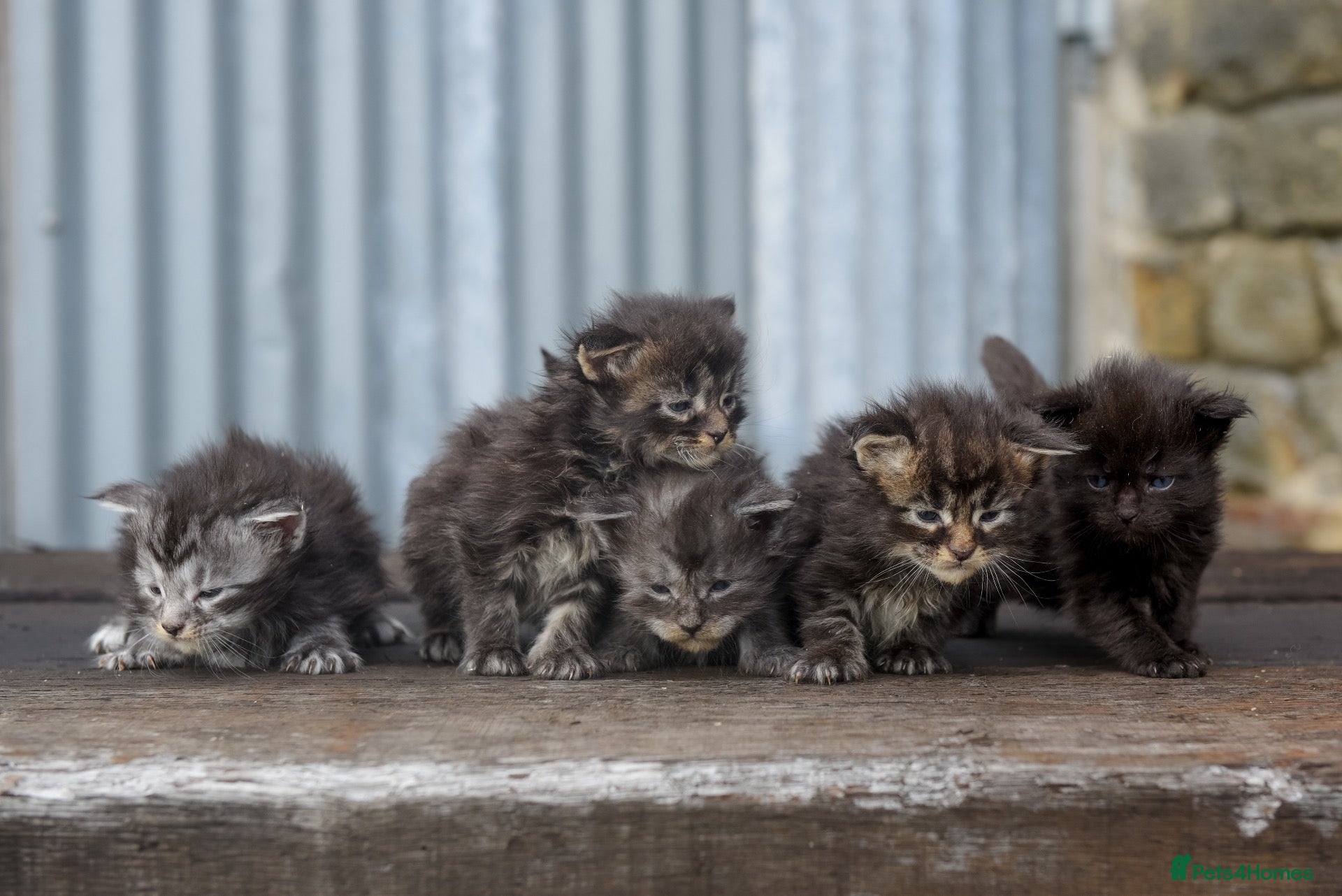 Maine Coon cats XL Maine coon kittens  - Advert 2