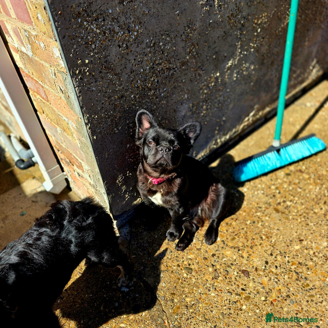 French Bulldog dogs for sale: HIGH QUALITY FLUFFY FRENCHIES  - Advert 17
