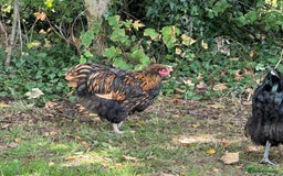 Chickens poultry for sale: Orpington chickens available  - Image 10