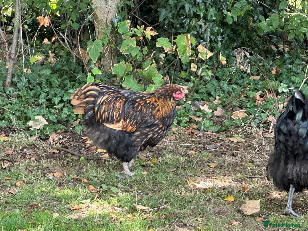 Chickens poultry for sale: Orpington chickens available  - Image 10
