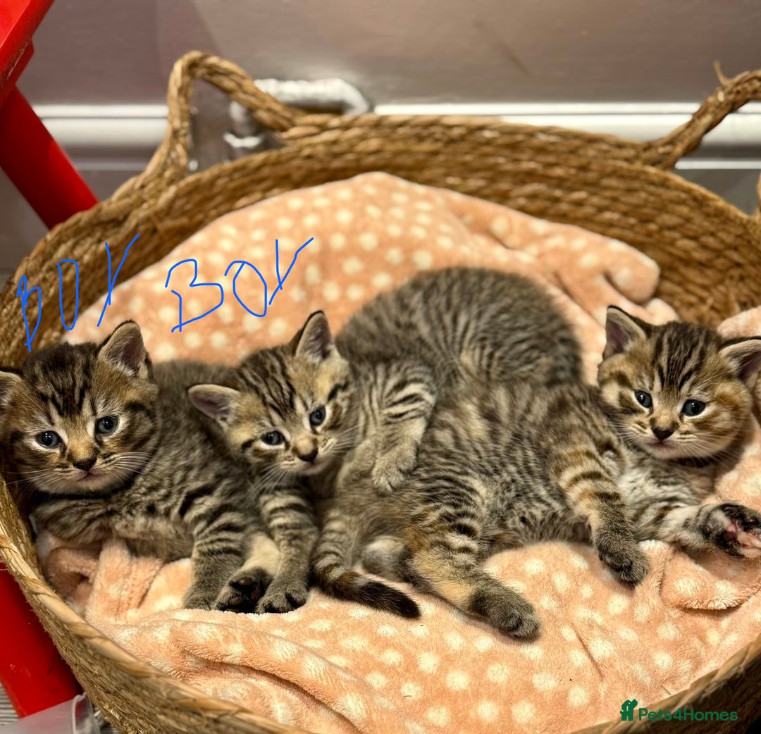 Mixed Breed cats for sale: Beautiful kittens 🐈‍⬛ - Advert 25