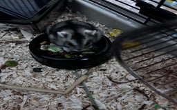 Hamster rodents for sale: Russian Dwarf Hamster  - Image 2