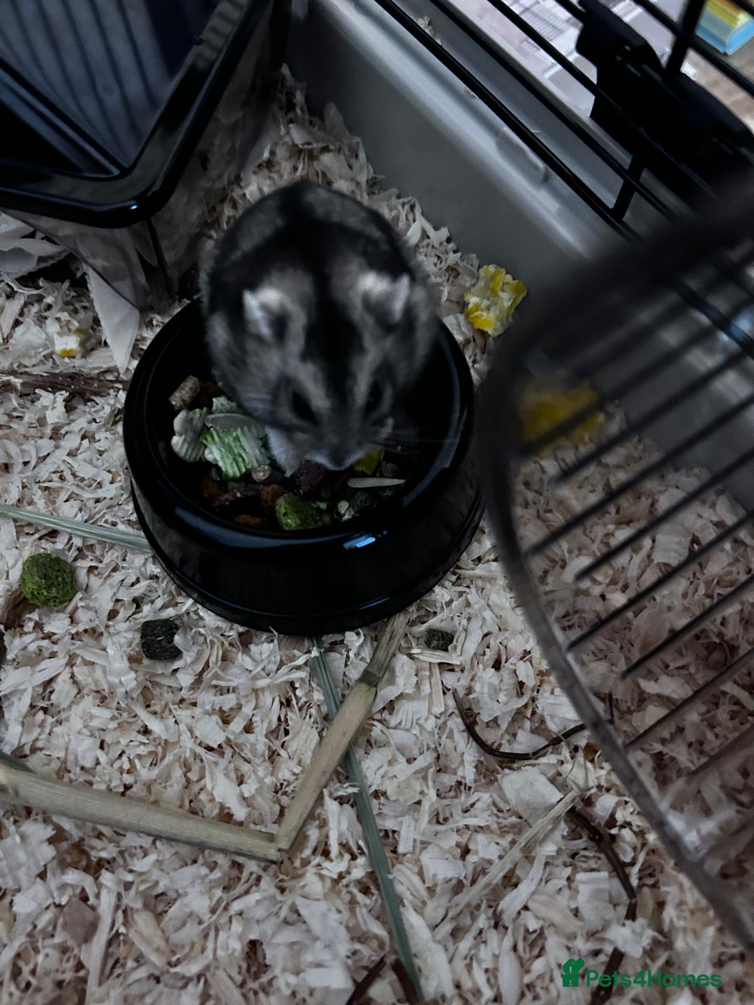 Hamster rodents for sale: Russian Dwarf Hamster  - Image 2