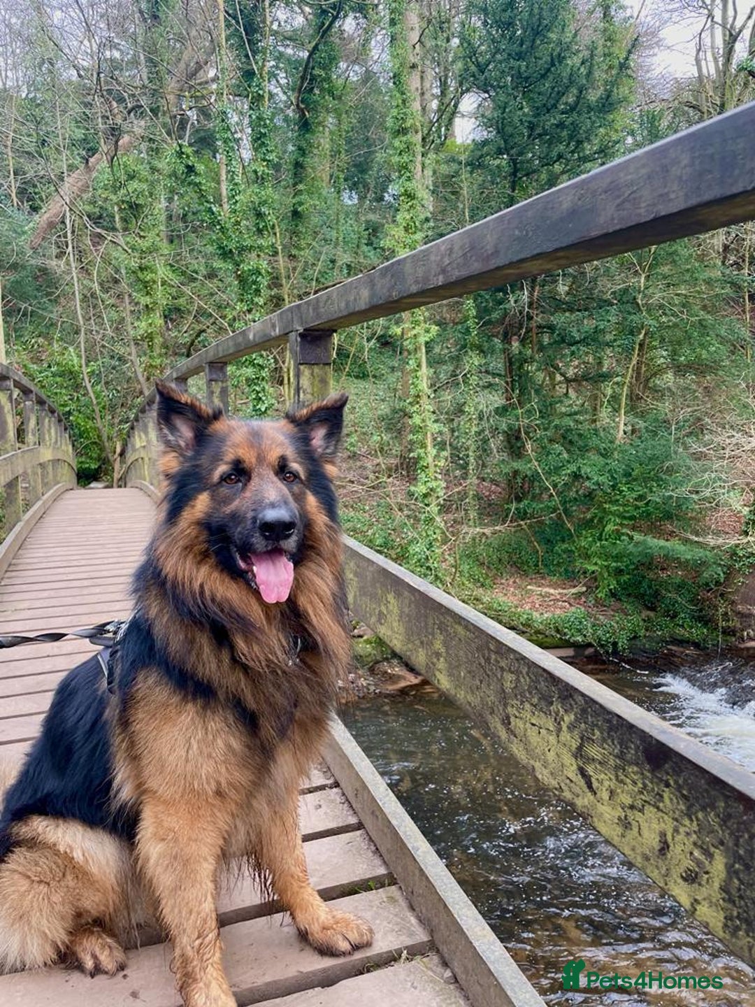 German Shepherd dogs for stud: KC registered beautiful stud in Rochdale - Image 7
