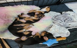 Mixed Breed dogs for sale: 3 chorkie boys left for sale - Image 1