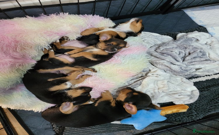 Mixed Breed dogs - Advert 1