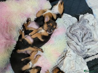 Mixed Breed dogs - Advert 22
