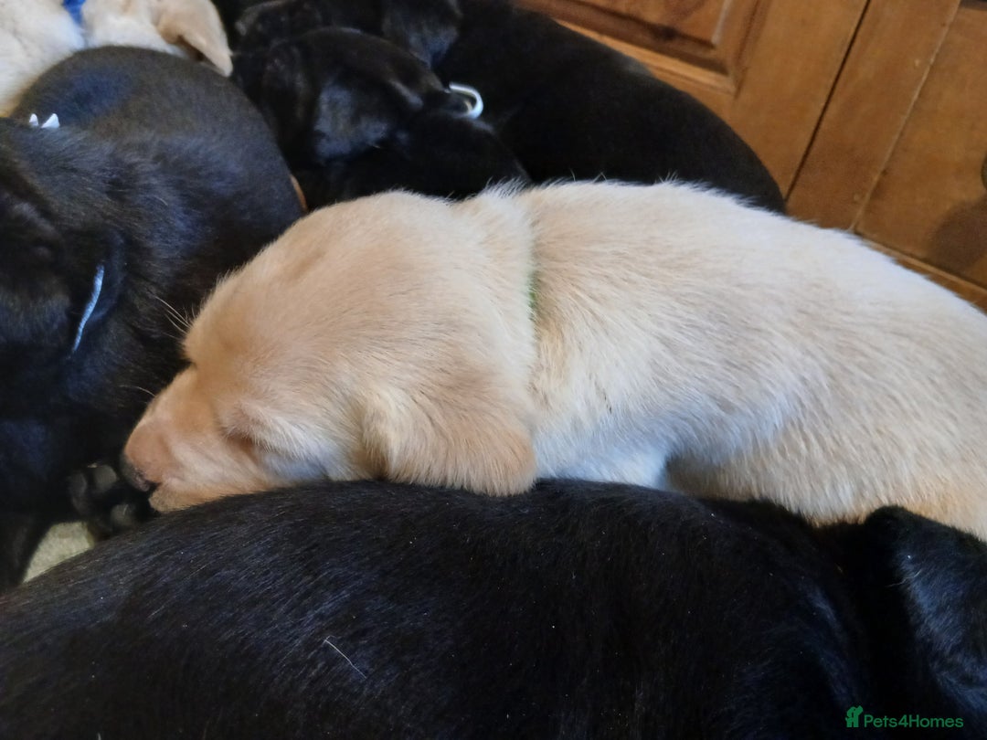 Labrador Retriever dogs for sale: Exceptional FTCHAMPION Labrador Retriever Puppies - Image 11