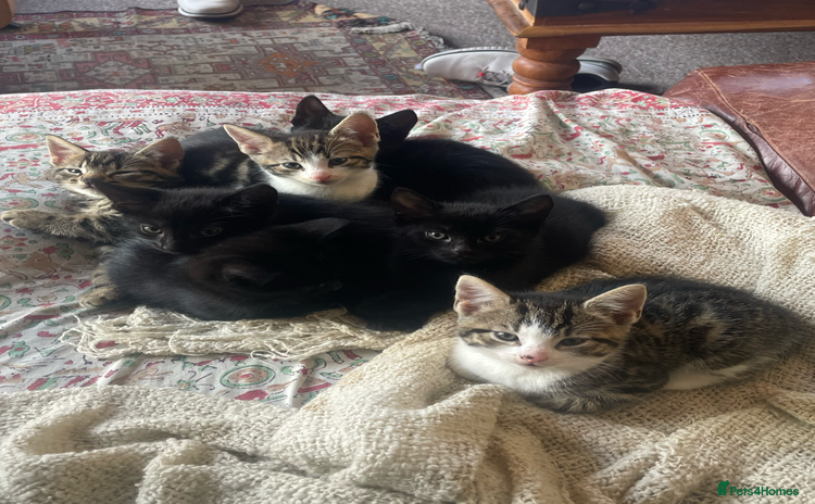 Mixed Breed cats - Advert 14