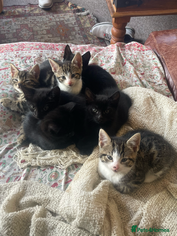 Mixed Breed cats - Advert 15