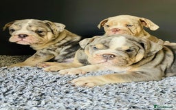 English Bulldog dogs for sale: READY NOW LILAC MERLE ENGLISH BULLDOG BOY in Gunnislake - Image 12