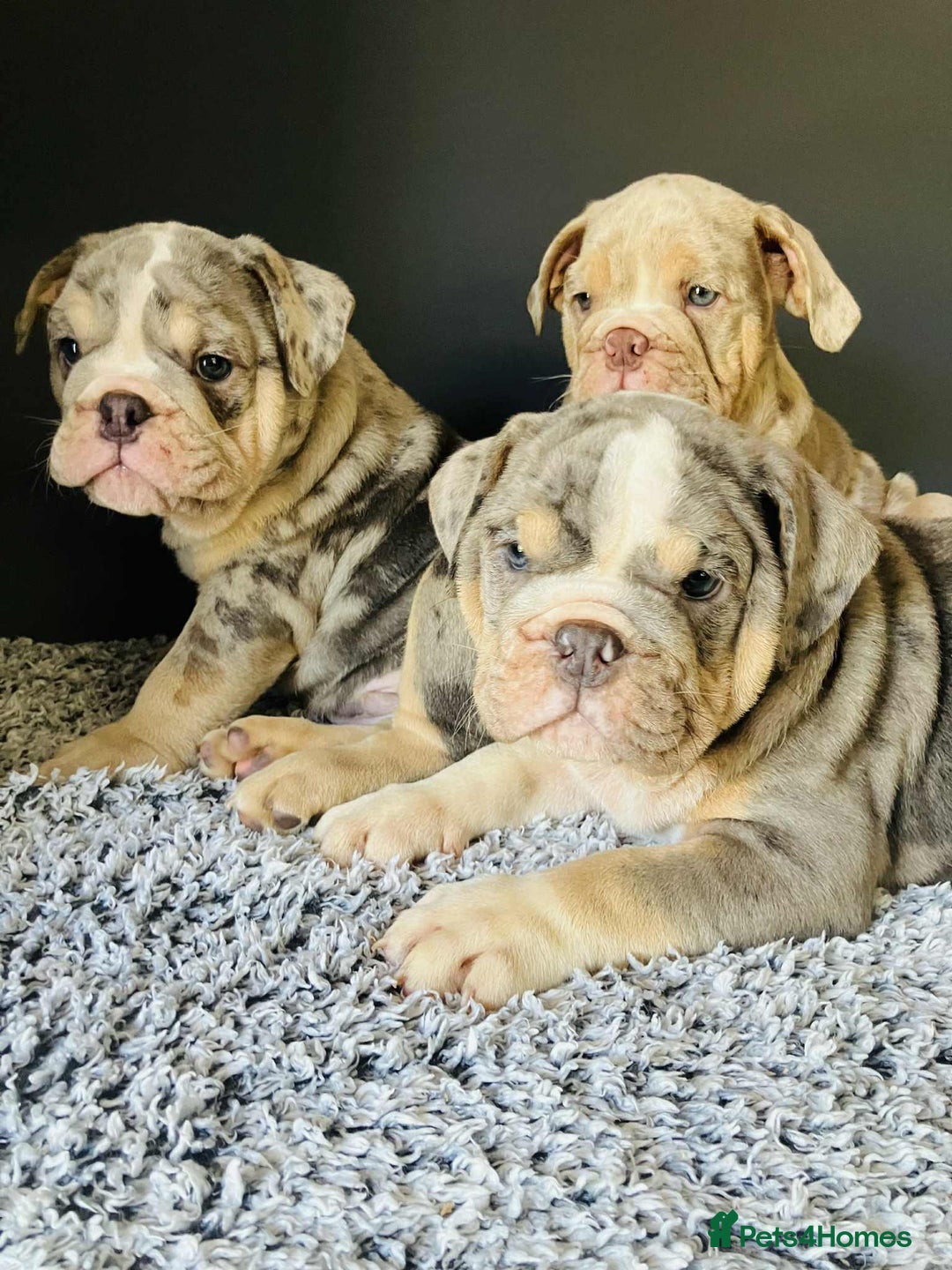 English Bulldog dogs for sale: READY NOW LILAC MERLE ENGLISH BULLDOG BOY in Gunnislake - Image 12