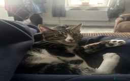British Shorthair cats for sale: Free Lovely male boy cat looking for good home  - Image 1
