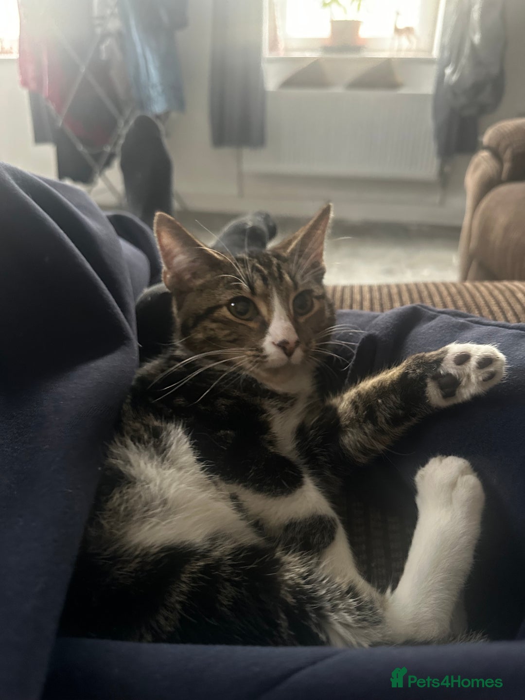 British Shorthair cats for sale: Free Lovely male boy cat looking for good home  - Image 1