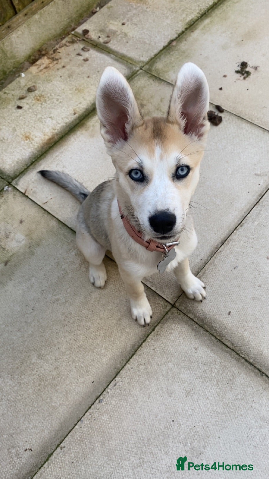 Shepsky dogs Siberian husky X German shepherd  - Advert 2