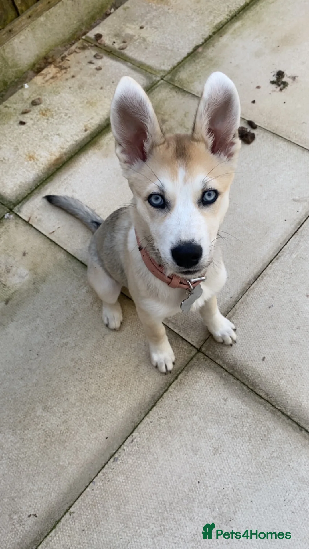 Shepsky dogs for sale: Siberian husky X German shepherd  - Advert 1