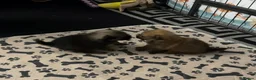 Pomeranian dogs for sale: 2 gorgeous little Pomeranian puppies for sale in Hartlepool - Advert 5