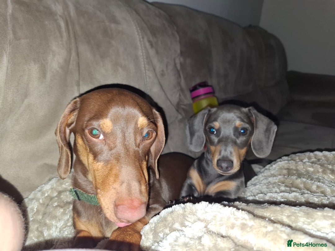 Miniature Dachshund dogs for sale: 2 miniature dachshund brothers different littters - Advert 3