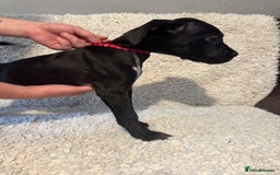 Cane Corso dogs for sale: Beautiful Litter Of Cane Corso Puppys - Image 40