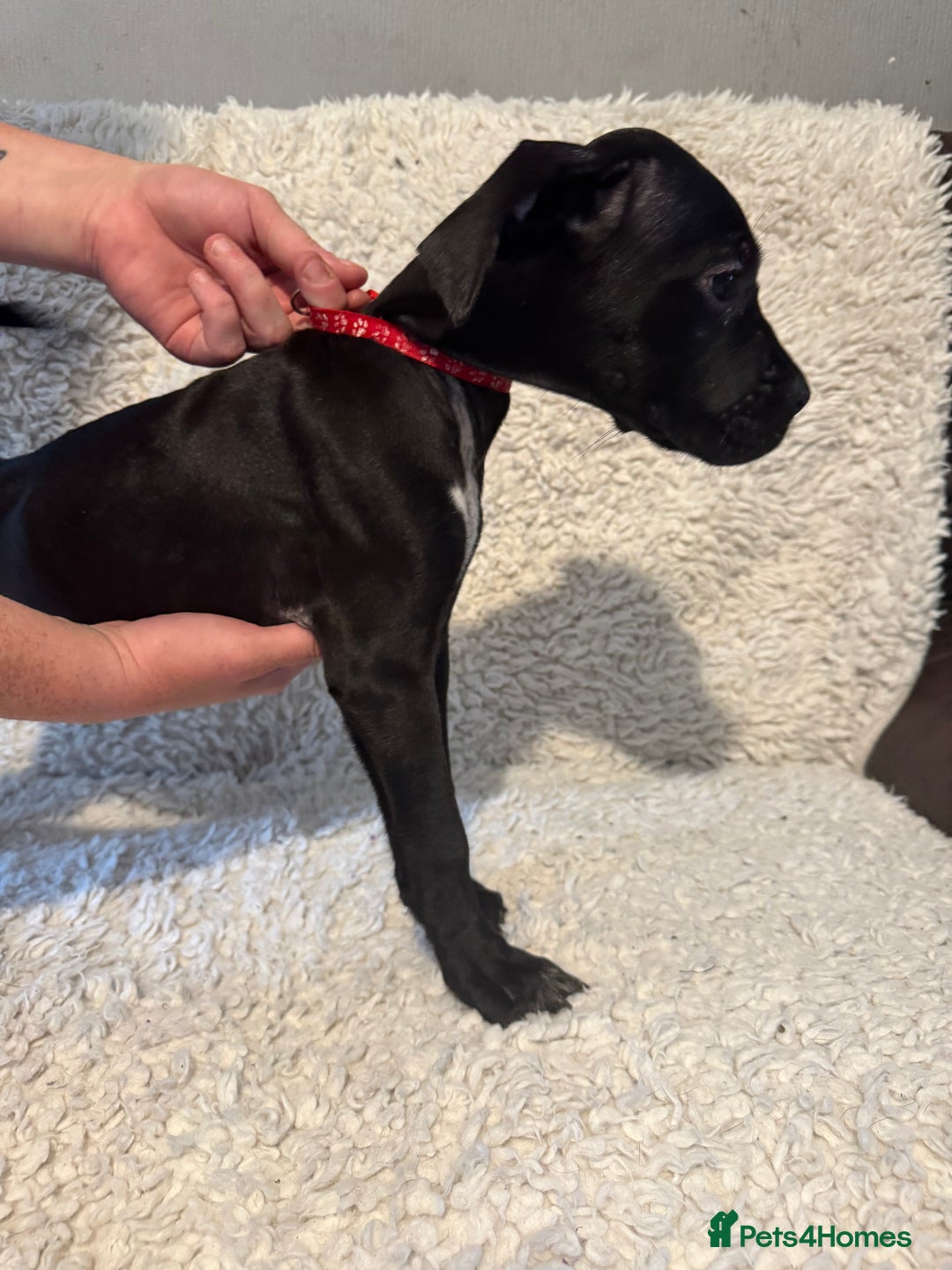 Cane Corso dogs for sale: Beautiful Litter Of Cane Corso Puppys - Image 40