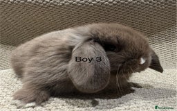 Mini Lop rabbits for sale: 🐰STUNNING MINI LOPS 🐰 ready to reserve!! - Image 13