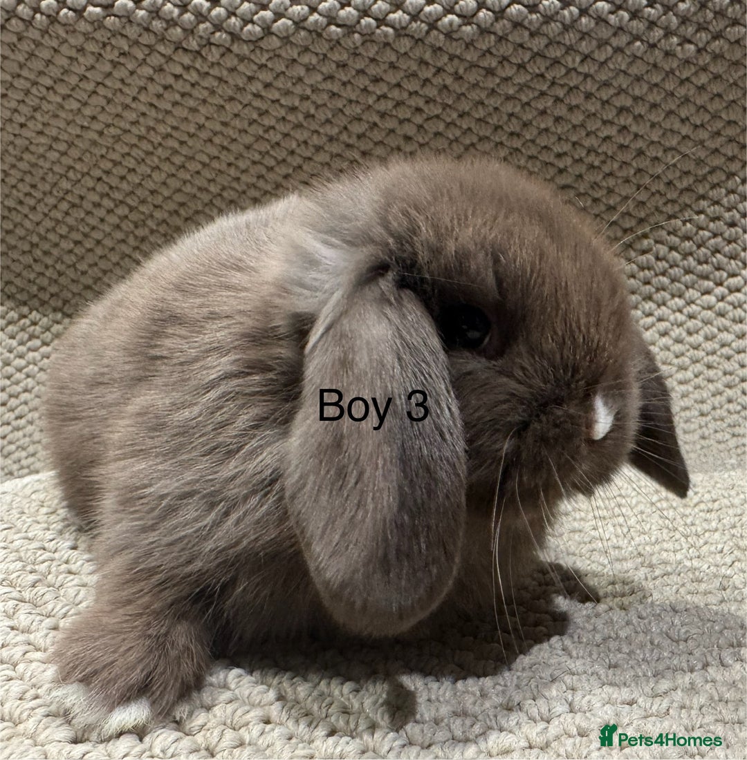 Mini Lop rabbits for sale: 🐰STUNNING MINI LOPS 🐰 ready to reserve!! - Image 13