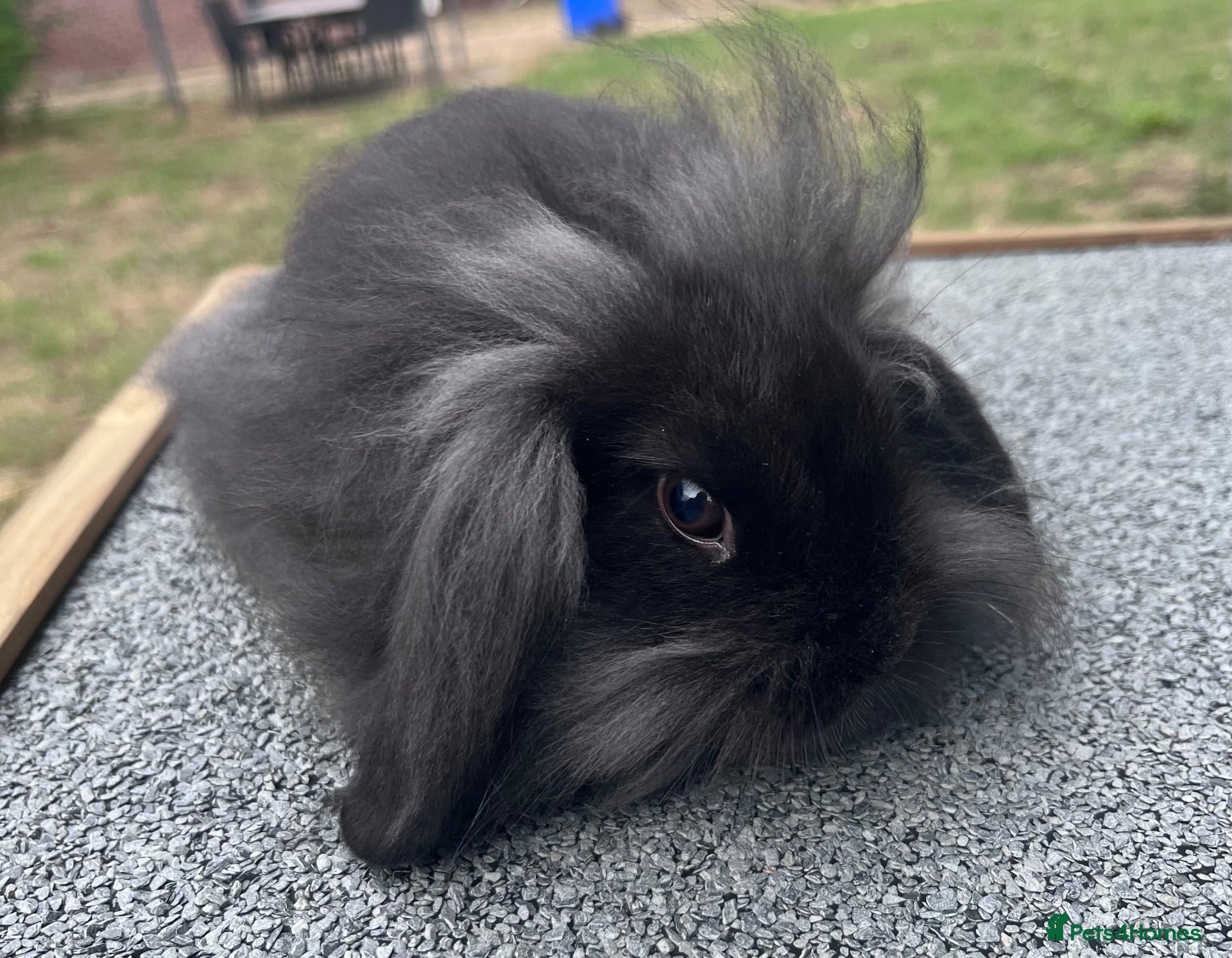 Mixed Breed rabbits Lionhead lop bunnies  - Advert 14