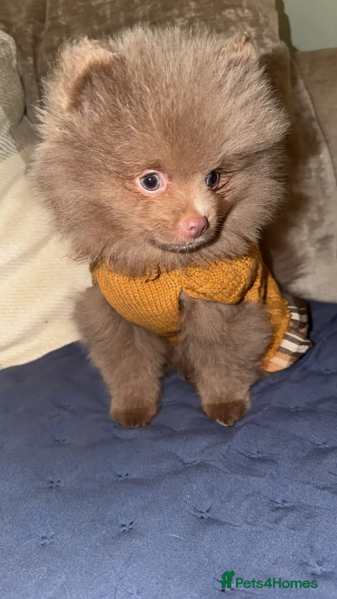 Pomeranian dogs for sale: Small  **  Pom  in Grimsby - Advert 4