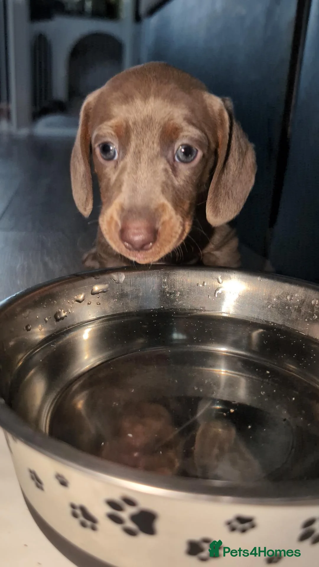 Miniature Dachshund dogs for sale: Gorgeous Purebred Miniature Dachshund Puppies - Advert 2