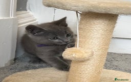 Russian Blue cats for sale: Russian Blue Kittens  - Image 5