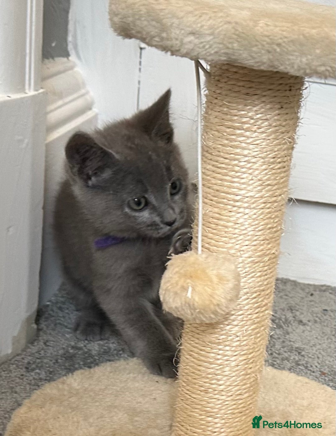 Russian Blue cats for sale: Russian Blue Kittens  - Image 5