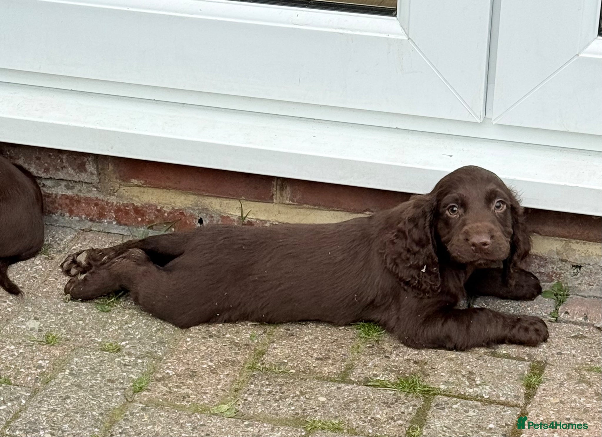 Cocker Spaniel dogs Cocker spaniel puppies  - Advert 12