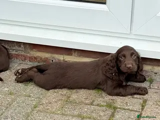 Cocker Spaniel dogs Cocker spaniel puppies - Advert 12