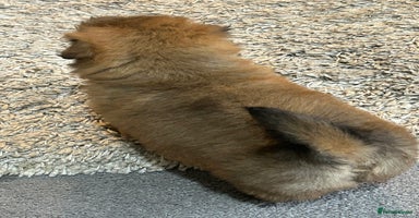 Havanese dogs Three beautiful Havanese  - Advert 16