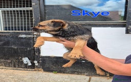 Border Terrier dogs for sale: Adult Female Border Terriers - Image 2