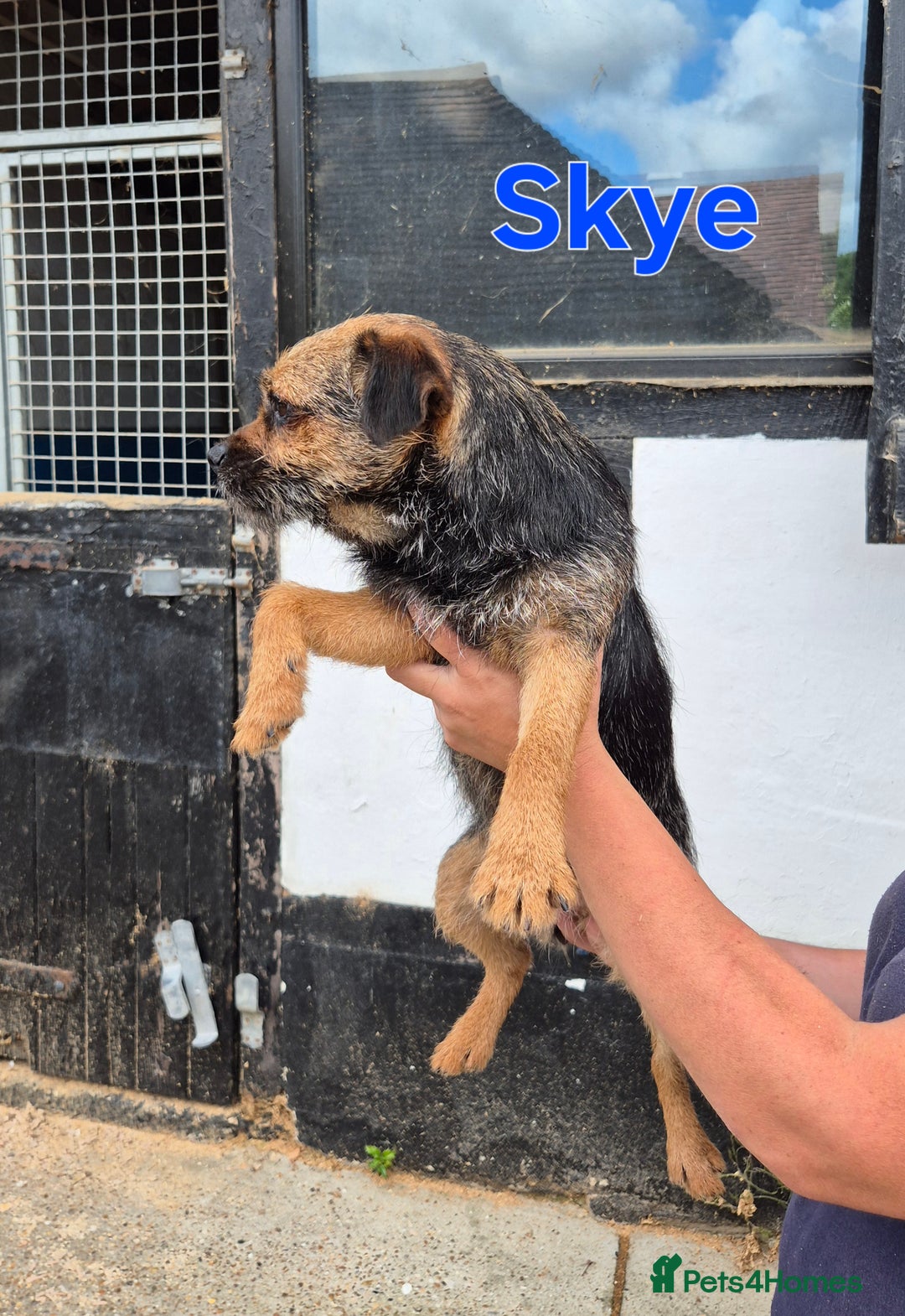 Border Terrier dogs for sale: Adult Female Border Terriers - Image 2