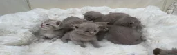 British Shorthair cats for sale: Beautiful British kittens Available 🐾🐾❤️ - Advert 20