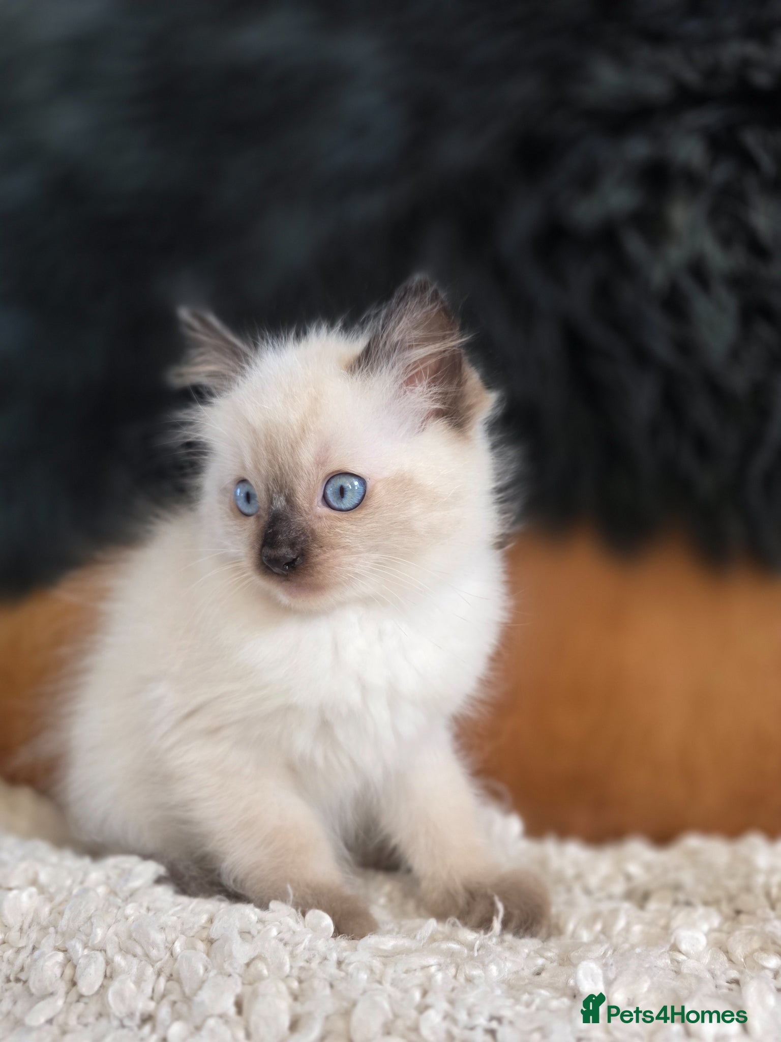 Ragdoll cats Beautiful Quality Ragdoll Kittens - Advert 1