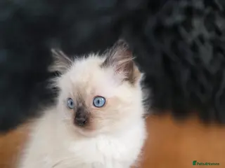 Ragdoll cats for sale: Beautiful Quality Ragdoll Kittens - Advert 1