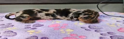 Miniature Dachshund dogs for sale: Stunning KC registered minature Dachshund - Advert 9