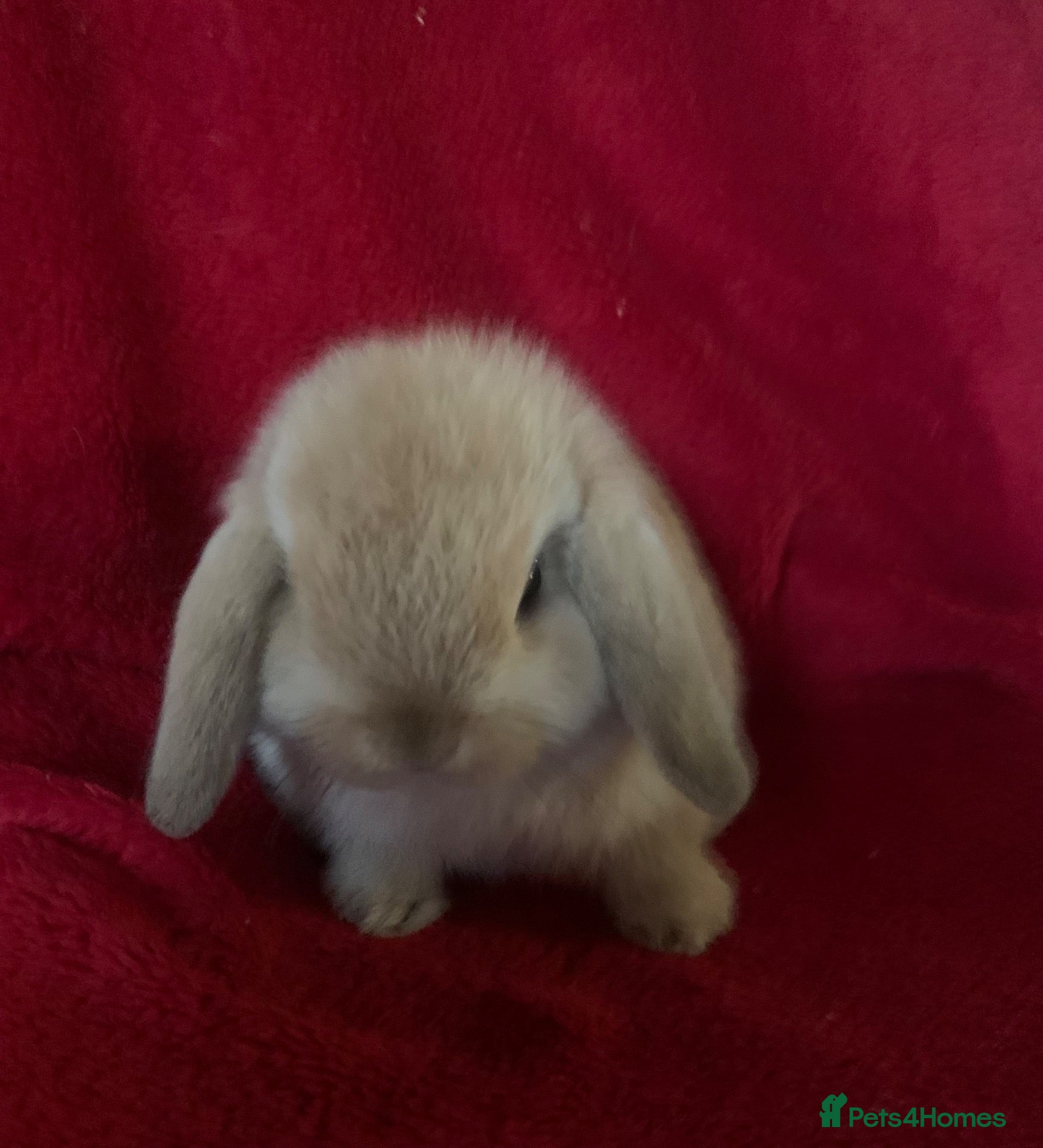 Mini Lop rabbits for sale: Adorable Mini Lop Rabbits - Advert 11