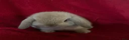 Mini Lop rabbits for sale: Adorable Mini Lop Rabbits - Advert 1