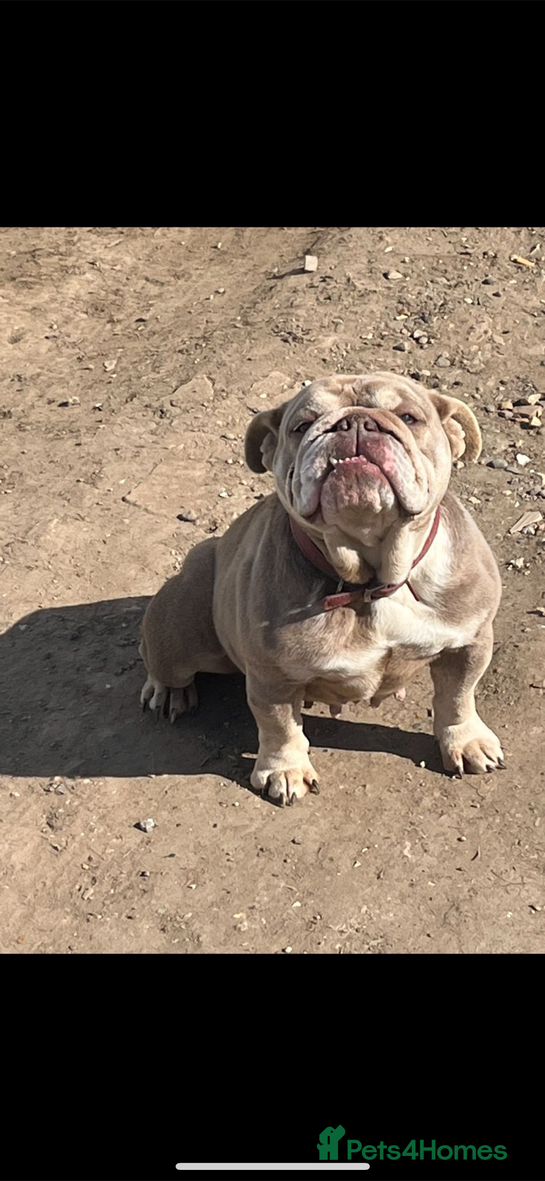 Mixed Breed dogs for sale: British bulldog cross chowpei puppies - Advert 7