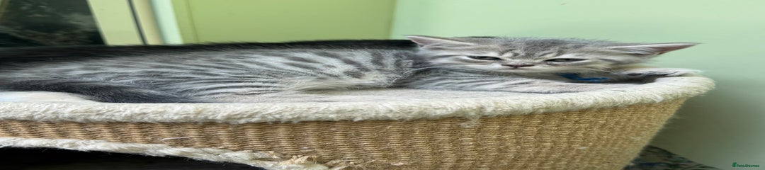 British Shorthair Kitten 7