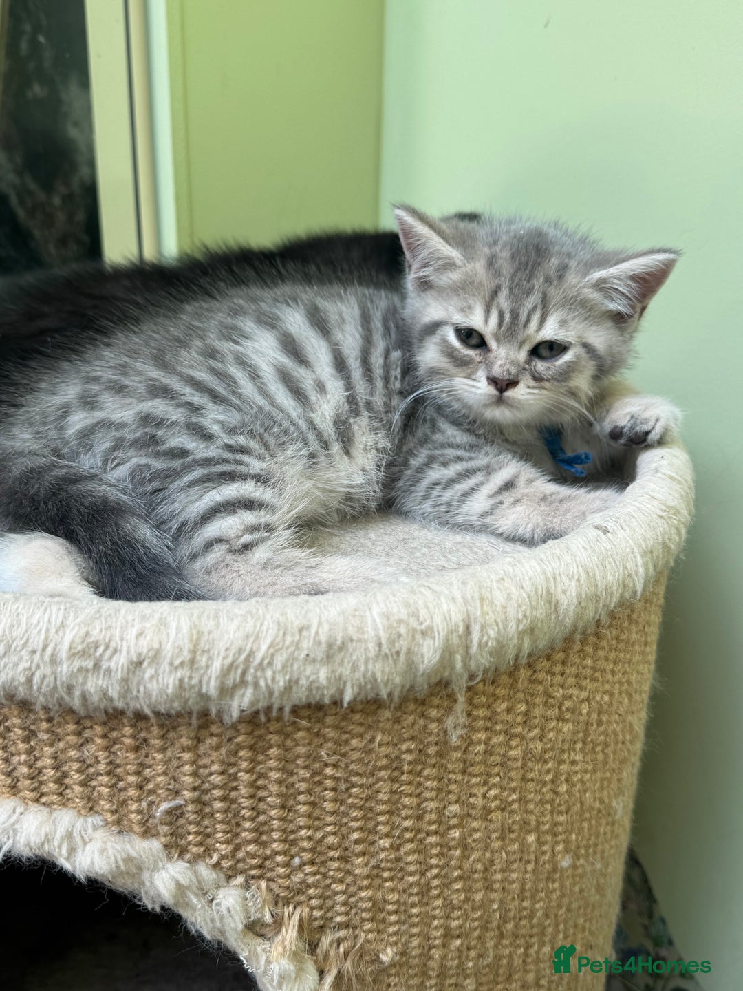 British Shorthair cats for sale: British blue / Scottish striaght kittens  - Image 23