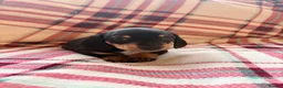 Dachshund dogs for sale: Quality Dachunds - Advert 22