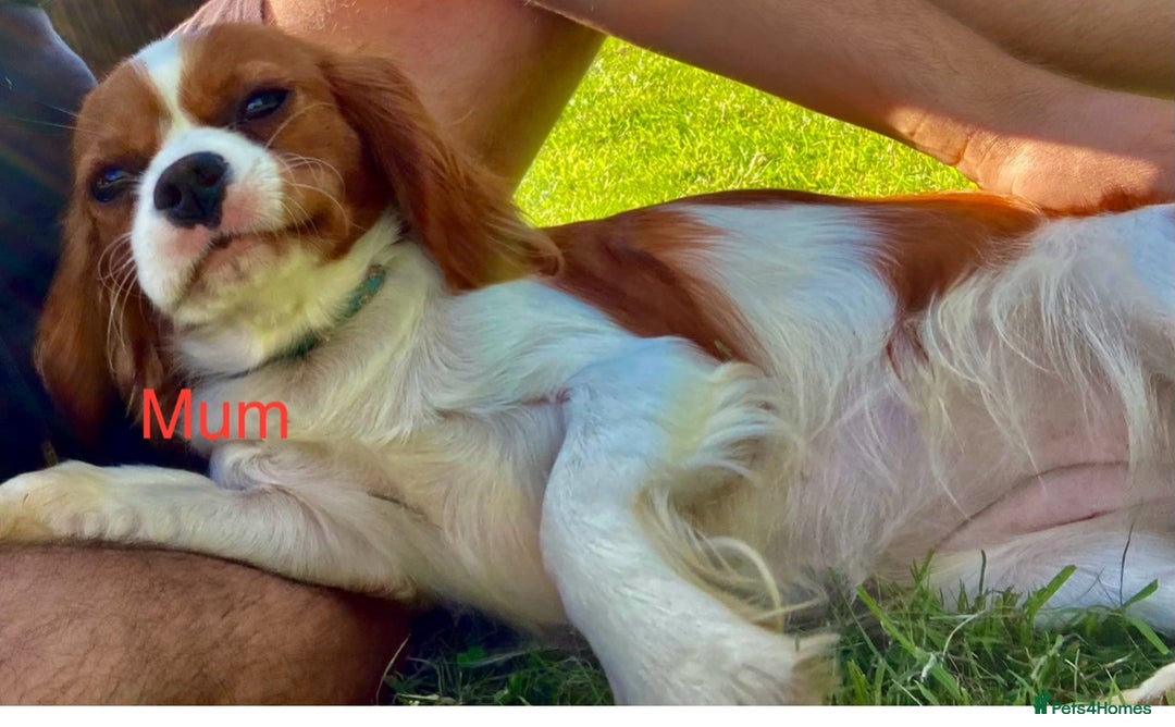 Cavalier King Charles Spaniel dogs for sale: 🐶 KC, RUBY RED cavalier King Charles !!!!  - Image 9