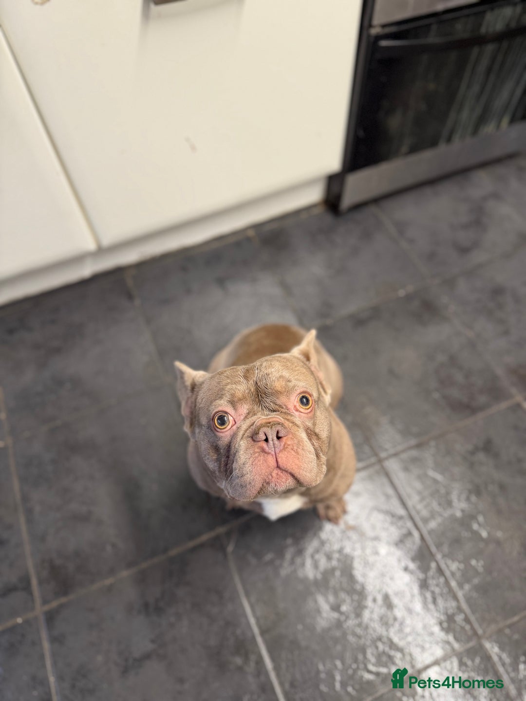 French Bulldog dogs for stud: PETER PAN STUD - Advert 5