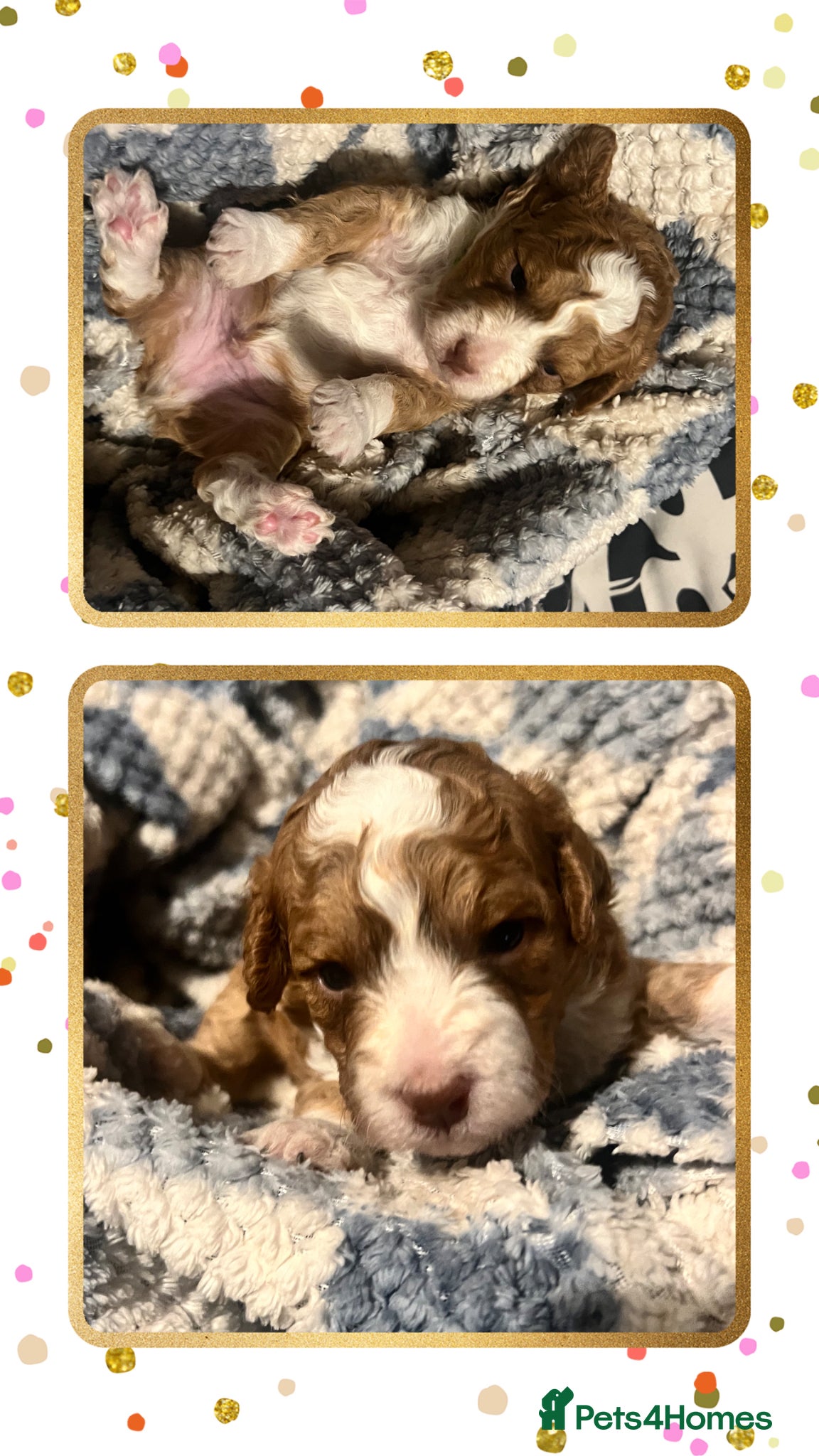 Australian Labradoodle dogs Australian labradoodle health tested ☺️ - Advert 1