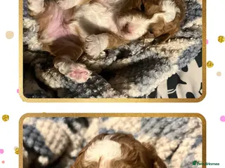 Australian Labradoodle dogs Australian labradoodle health tested ☺️ - Advert 1